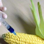 A kormány mindent megtesz a 1507-es génmódosított kukorica termesztése ellen (-4)